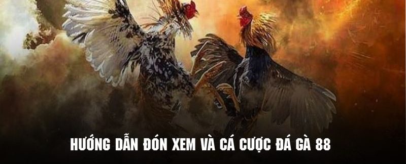 Đá Gà 88 - Phiên Bản Giải Trí Cực Hot Tại Hệ Thống 78win 7 Thao tác đón xem những trận đá gà cực kỳ hấp dẫn tại 789win