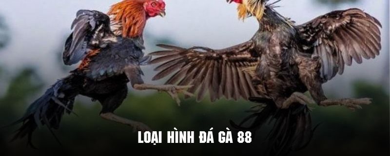 Đá Gà 88 - Phiên Bản Giải Trí Cực Hot Tại Hệ Thống 78win 6 Điểm qua một số loại hình đá gà 88 cực kỳ hấp dẫn